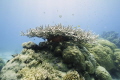   Large Staghorn coral variety fish swimming around Saxon reef Great Barrier Reef. Used Canon 60D Tamron 1024 lens Ikelite housing dome port. 10-24 10 24 port  
